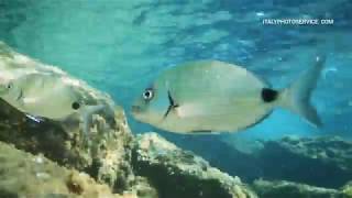 Video subacqueo con cellulare P30 nel mar Ligure