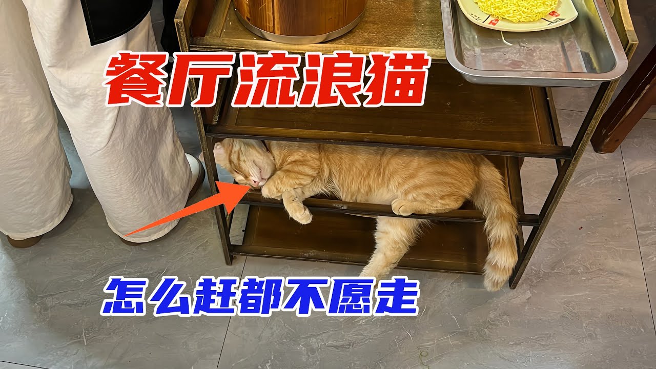 餐廳來了只流浪貓，怎麽趕都趕不走，老板的舉動令店里生意火爆。