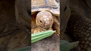 Wait… what is my turtle eating? 😳🐢 #turtlewatching #gianttortoise #tortoise