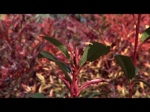 Video: Esquejes de plantas de Photinia - ¿Puedo propagar esquejes de Photinia?