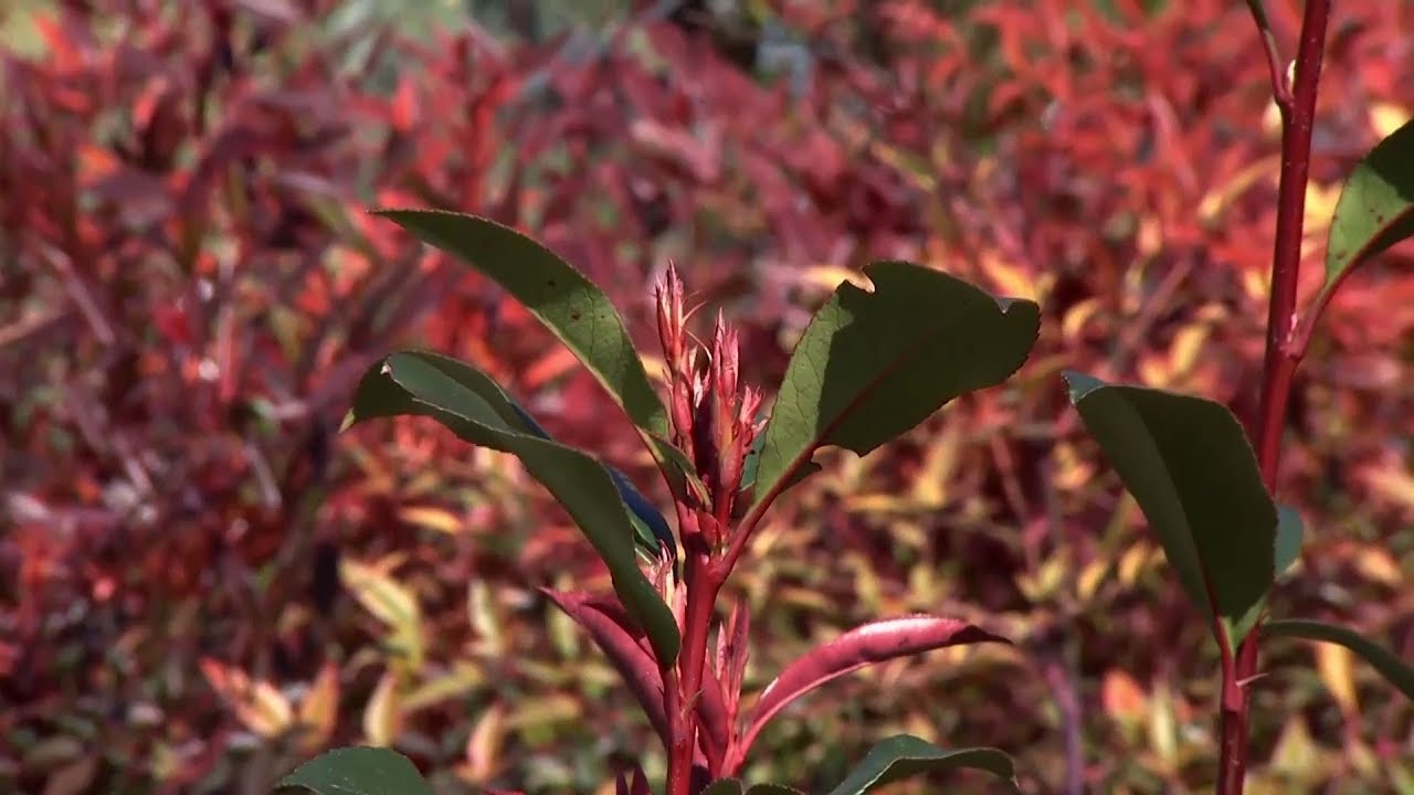 Photinia fraserii red robin: caractersticas y cuidados - Decogarden -  @Jardinatis