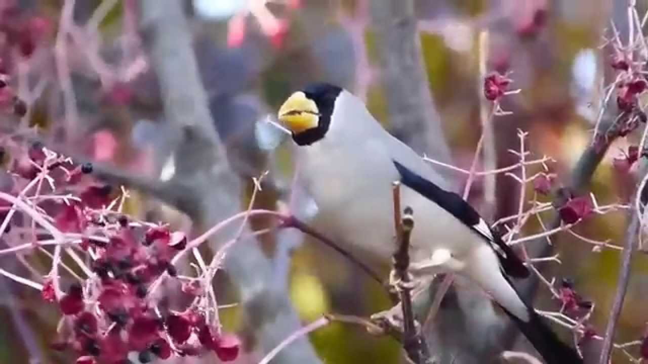 ムビる04456 ikaru - Japanese Grosbeak 