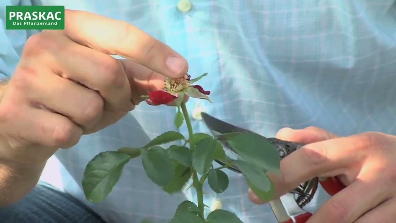 Moderne Gartenplanung mit Rosen