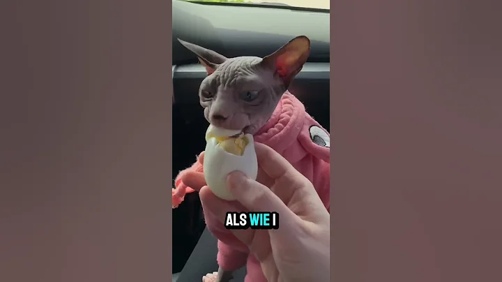 Video 11835591: sphynx