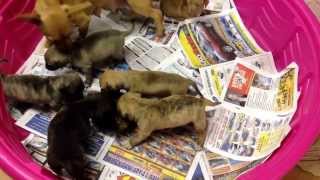 chihuahua Pitbull Puppies