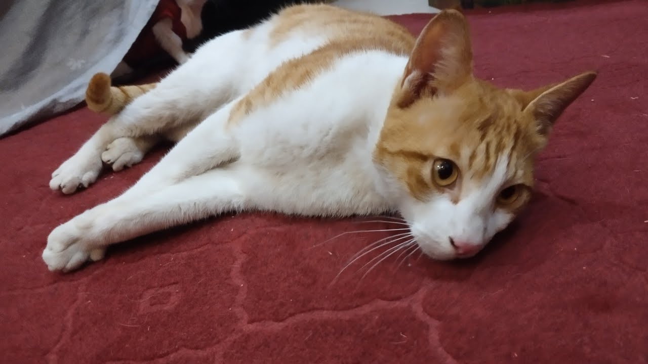 Live Carpet Cleaner Cat with fun. ericthecat YouTube