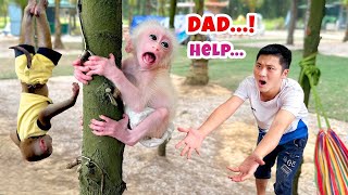 Monkeys PiPi and TiTi go to the beach with their dad, trouble and surprises?