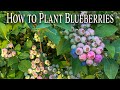 How to Plant Blueberries