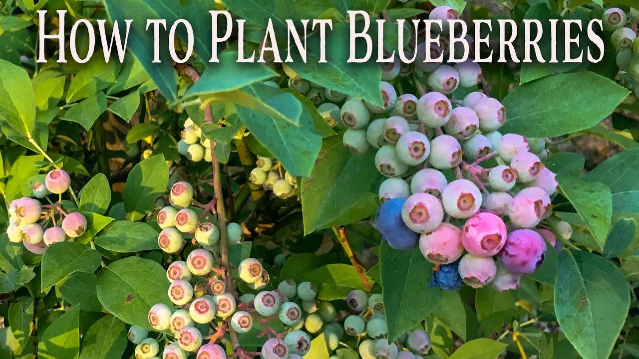 How to Plant Blueberries YouTube