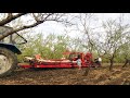 Almonds mechanical harvest | How to harvest almonds?