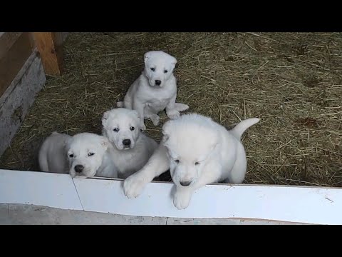 რამდენს უნდა იწონიდეს ერთი თვის ასაკში ქართული ქოსა ნაგაზი ?