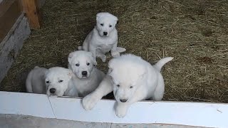 რამდენს უნდა იწონიდეს ერთი თვის ასაკში ქართული ქოსა ნაგაზი ?