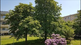 Tagesbilder Kastanien 2018 Letzte Vor Dem Umzug