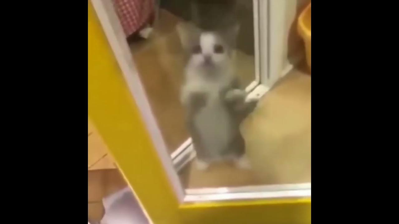 Cat jumping meme YouTube