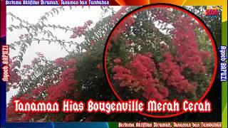 Tanaman Hias Bougenville Merah Cerah @ayoebbapuzi
