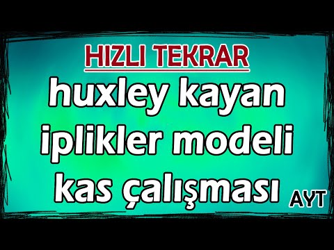 Huxley Kayan İplikler ve Kas Çalışması - Hızlı Tekrar