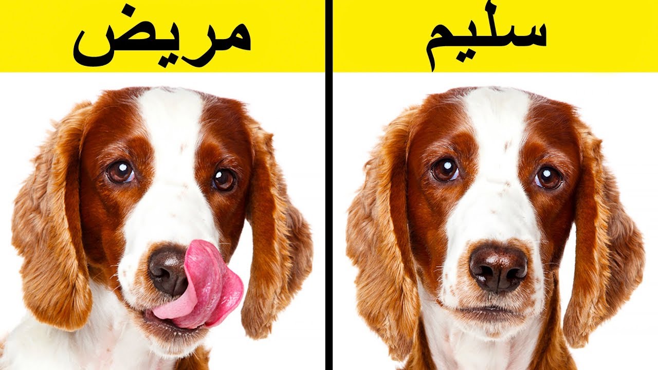 عشر علامات تحذيرية تشير إلى أن حيوانك الأليف يصرخ طلبًا للمساعدة