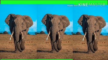 Guess the name of Wild Animals within 5 Seconds By: Tarkeshwar Pandey For- EVS Class-4