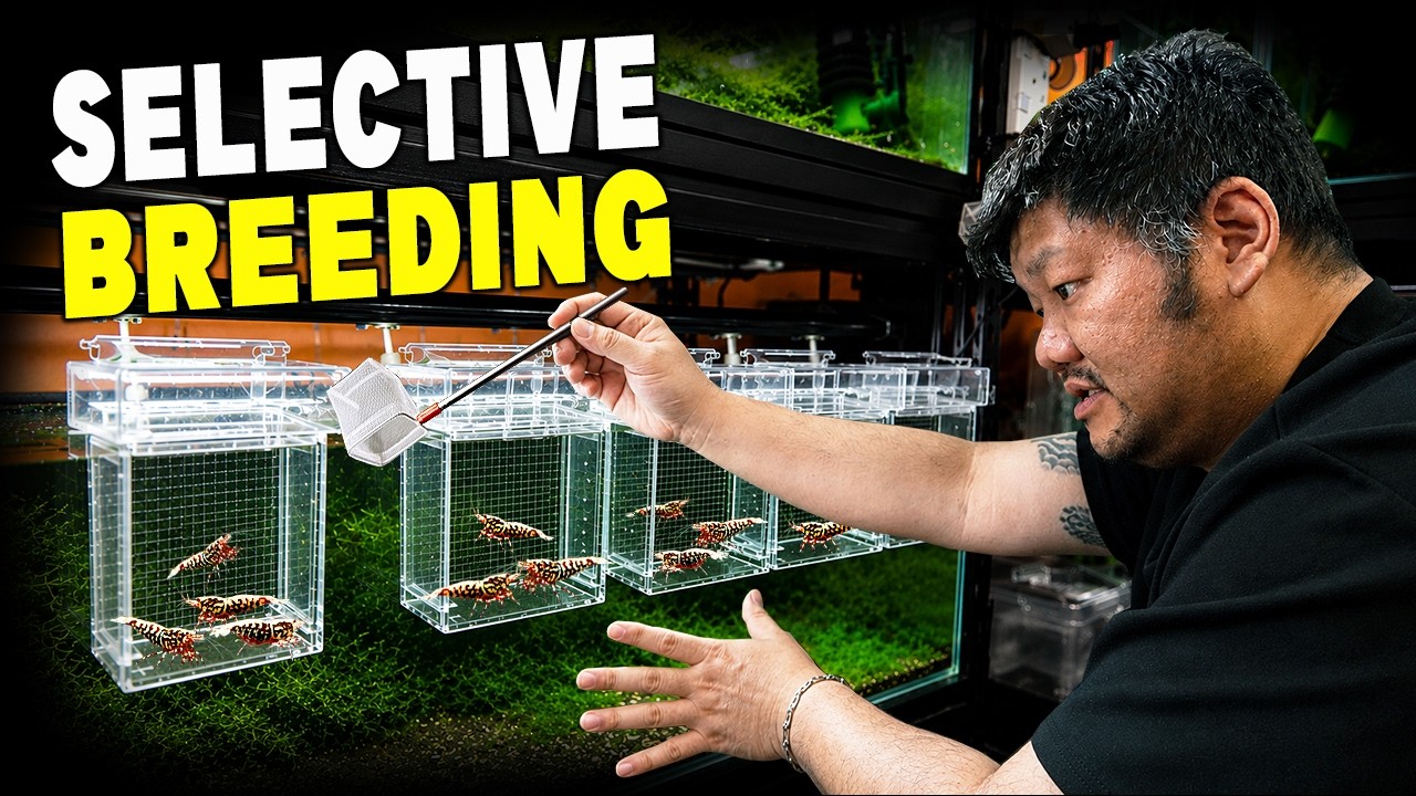 How KW Shrimps Selectively Breeds Caridina Shrimp