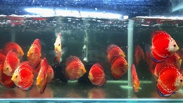 Cá dĩa panda siêu đẹp || Panda Pigeon Discus