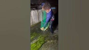 Cá Lớn - vợt Cá Chép Khủng xuôi dòng 😱 #khacthuyvlogg