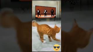 Cat Dance Like Michael Jackson Cat Doing Michael Jackson Dance Iuk1
