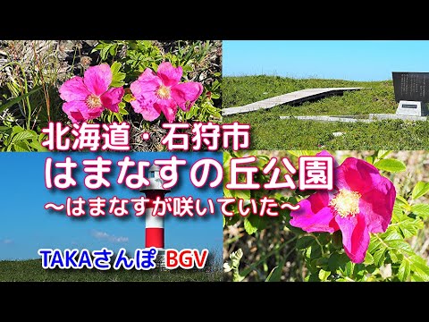 癒しの時間【はまなすの丘公園】北海道石狩市（6月初旬撮影）綺麗なはまなすが見頃を向かえていた。Hamanasu no Oka Park