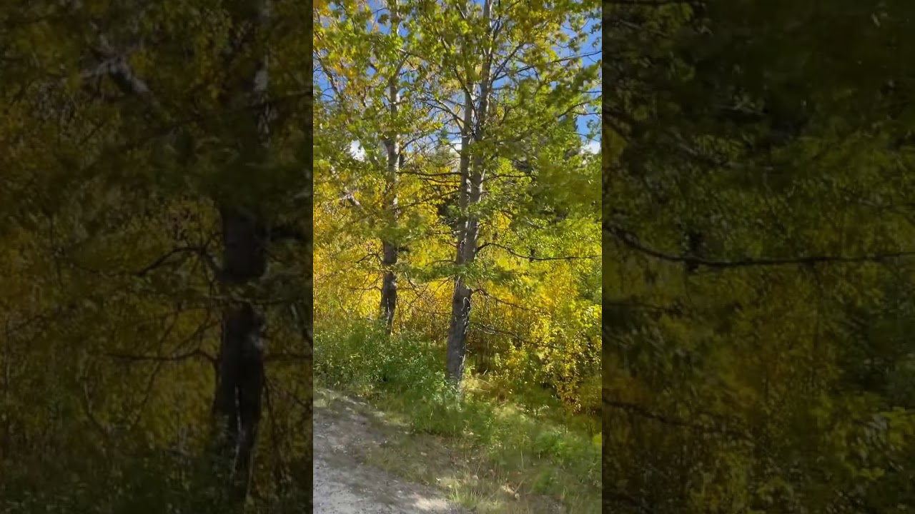 Two jack lake at Banff  part 1    The full video on my Chanel 🧡☺️