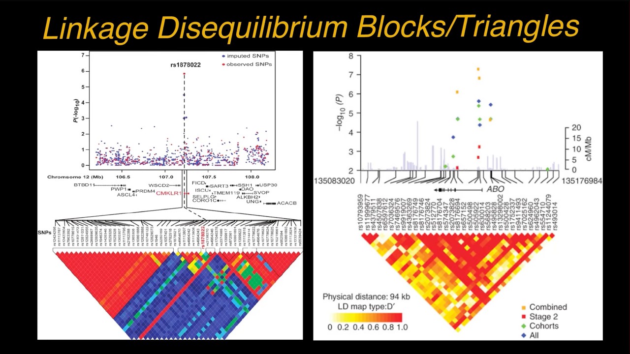 How to Analyze Linkage Disequilibrium Blocks, LD maps, LD blocks, LD ...
