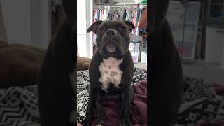 Staffordshire Bull Terrier