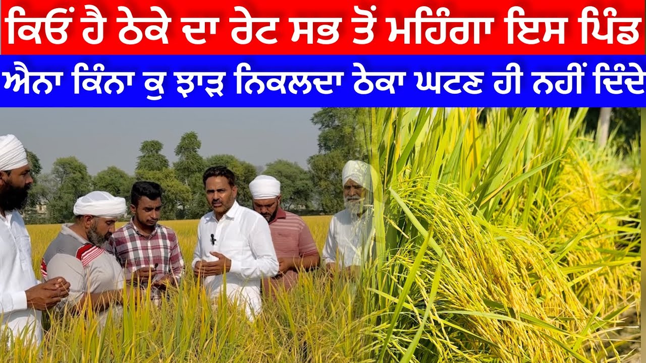 ਠੇਕੇ ਤੇ ਜ਼ਮੀਨ ਦਾ ਰੇਟ ਇਸ ਪਿੰਡ ਹੈ ਸਭ ਤੋਂ ਜ਼ਿਆਦਾ Paddy Basmati