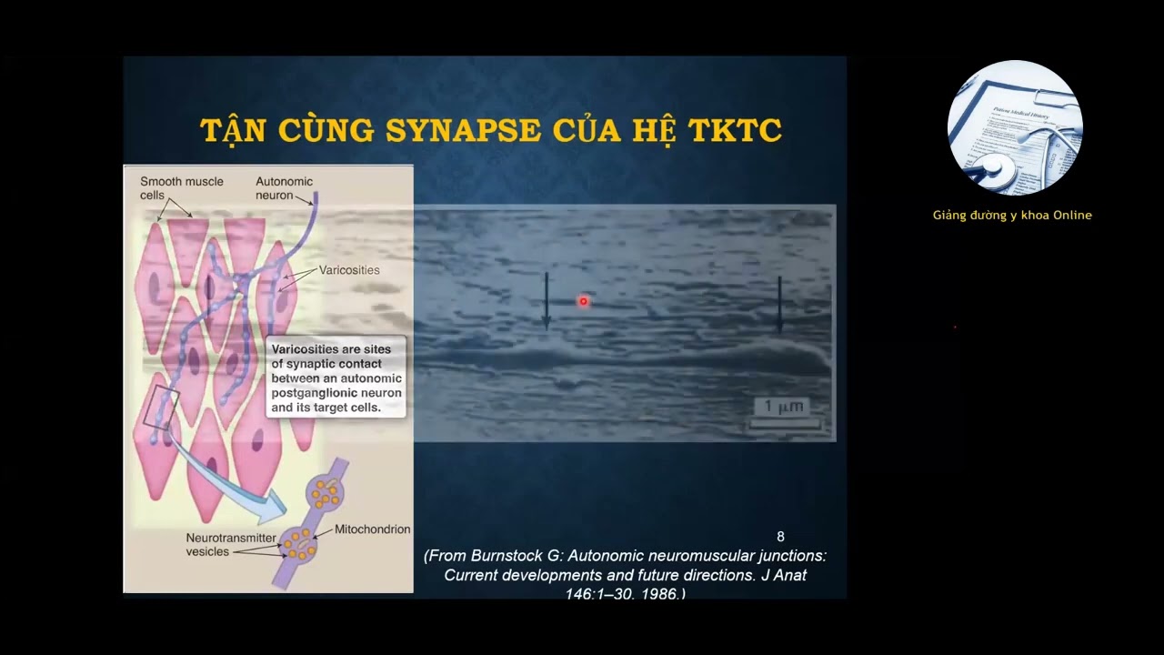 HỆ THẦN KINH TỰ CHỦ (HỆ THẦN KINH THỰC VẬT) | ÔN THI SĐH - UMP - 2022 | BS. Mai Phương Thảo