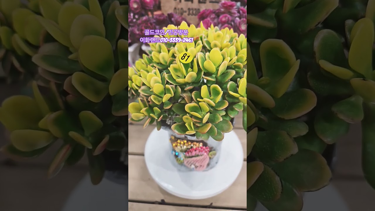 #골드코인#권경순#민공방붓#다육이농장 #이화랜드010-3339-2461 #식물재테크달인 #식물전도사 #succulent #shorts