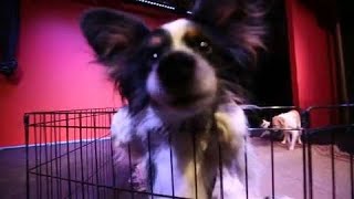 Behind the scenes of Austin's "The Muttcracker"