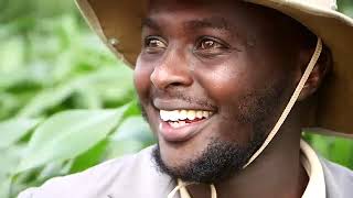 Elgon maize planting and maize top dressing fertilizer