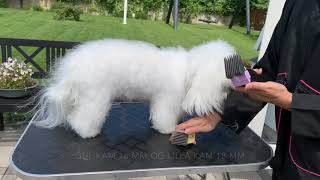 synonymordbog Perversion Stat Bamseklipning af Coton de Tulear - YouTube