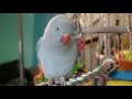 Baby Indian Ringneck - Talking & Being Cute!