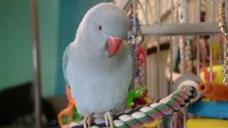 Baby Indian Ringneck  Talking & Being Cute!