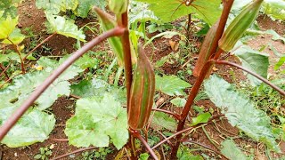 I don't buy Okro in the  market I get my okro from mini Okro Garden