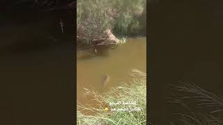 متعةصيد الاسماك في براري الطائف السعوديةThe fun of fishing in the wilds of Taif