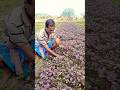 Pure Red Amaranth Harvest at Sunrise 🌅 | Lal Shak #shorts