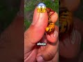 La soltó… y pasó lo PEOR 😱🐝