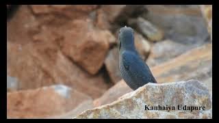 Blue Rock Thrush