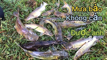 Cắm câu cá lăng ,  trên suối nhỏ - dính đủ loại cá . nghề câu đêm tập 68