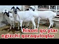 Egizak tug'adigan qora quloq qo'ylar va hisori qo'ylarni zo‘rlari.11-iyun, 2026