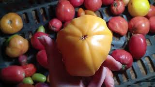 картинка: Томаты хорошо храняться....Сорт Пылающий..... Собираю заказы.... 2025 год. 