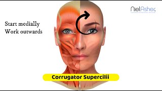 Corrugator Supercilii Muscle - Massage Anatomy