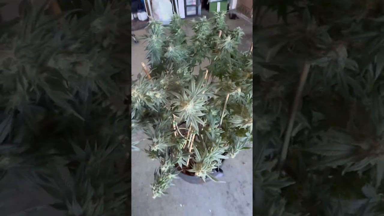 Humboldt CSI- Pineapple Sherbet. 