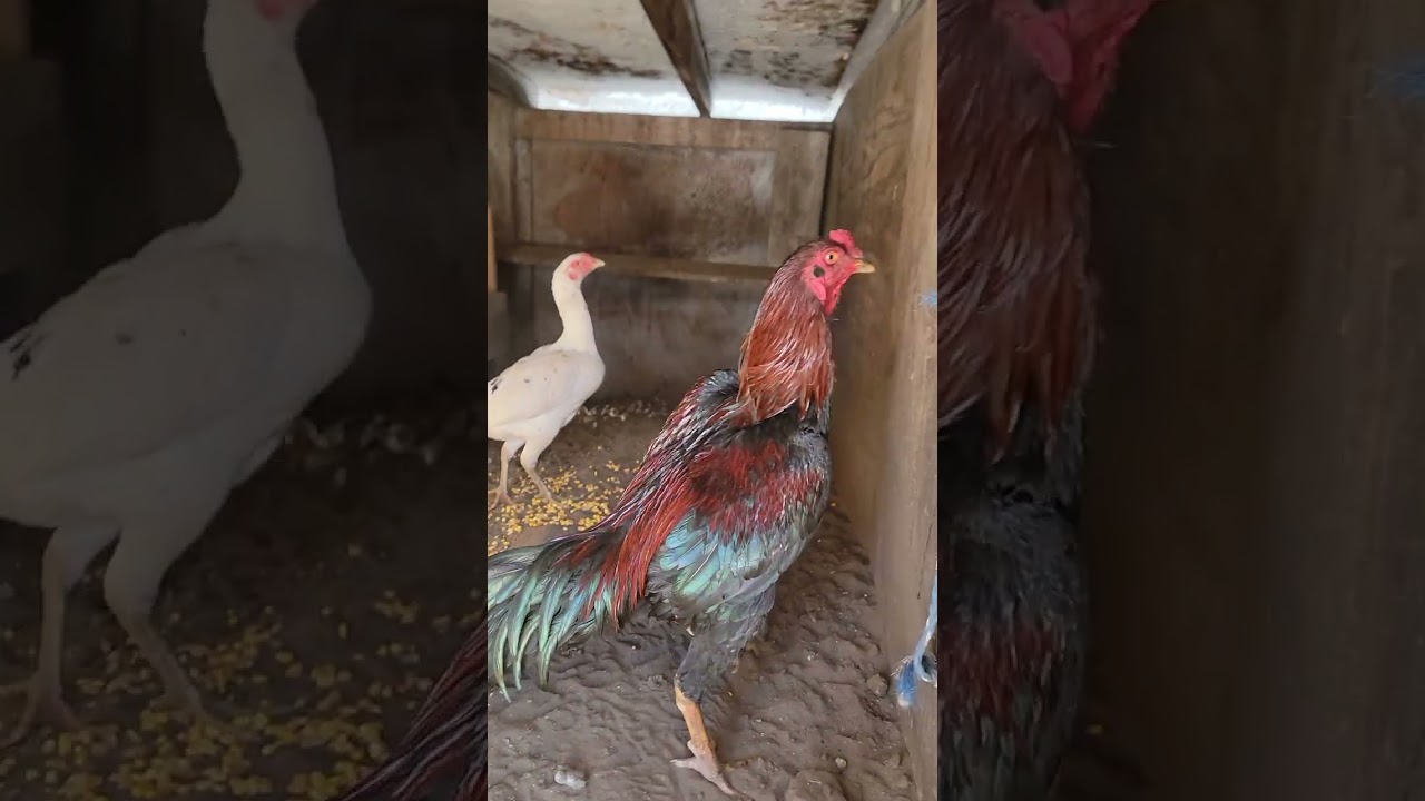 Qaib in sub zero temperature 1/29/26.