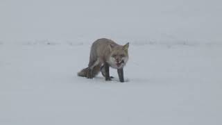 Renard Roux - Red Fox